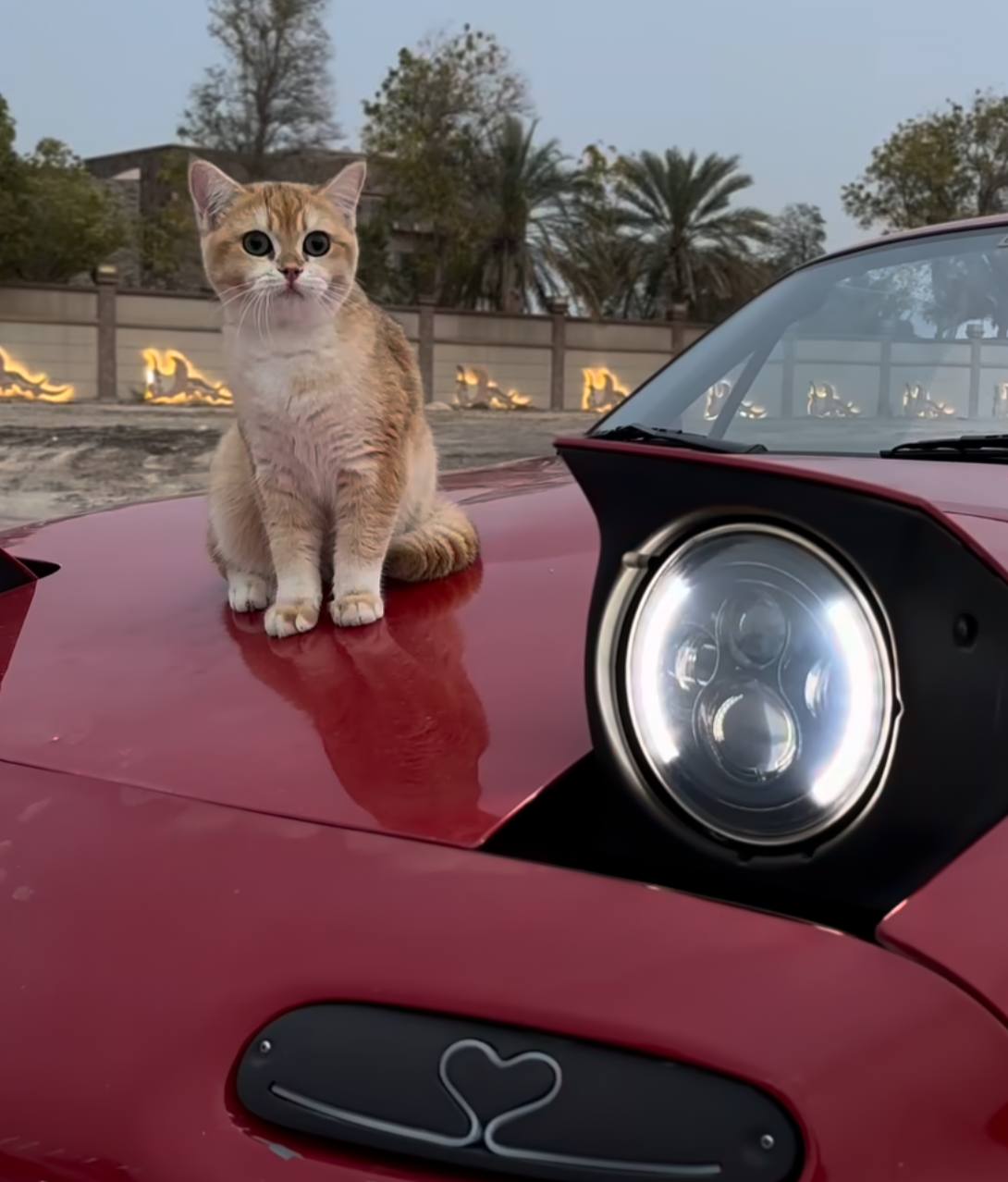 Cat sitting on a luxury car